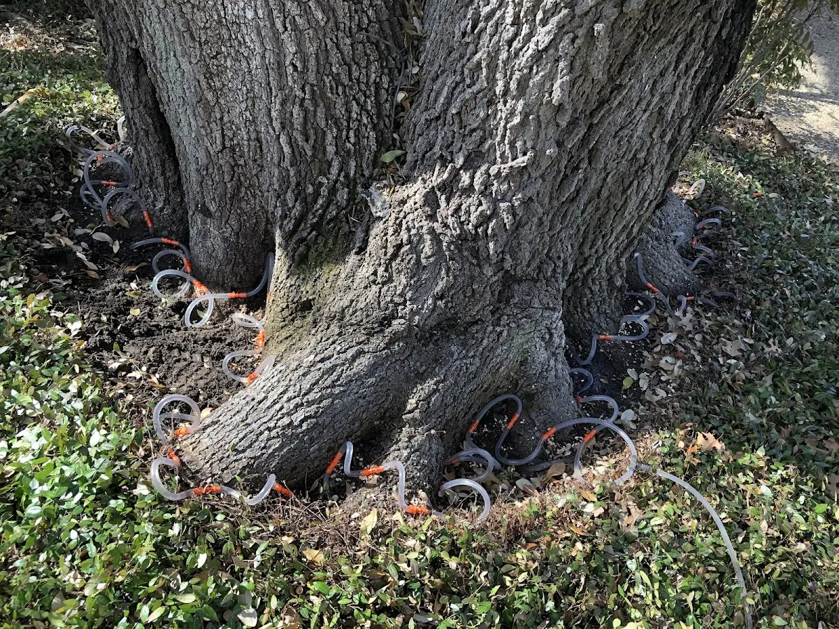 Detailed Shrub and Hedge Trimming job site in East Butler