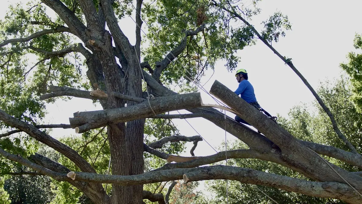 Professional Hazardous Tree Removal performed by certified arborists in East Butler