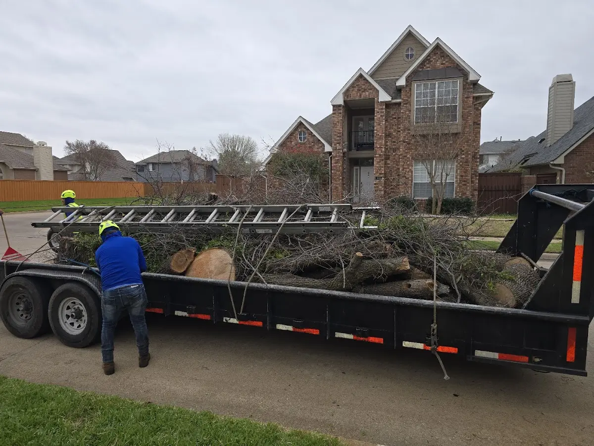 Expert Deadwooding with proper safety equipment in East Butler